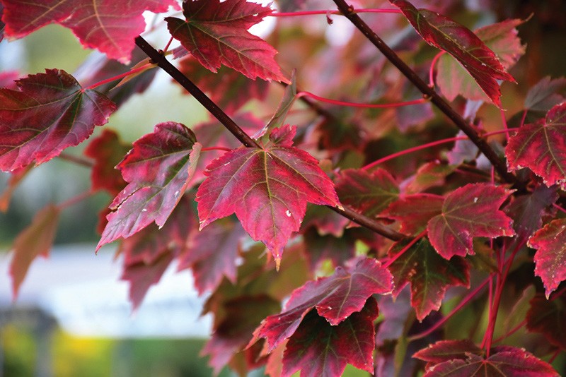 Acer rubrum Brandywine