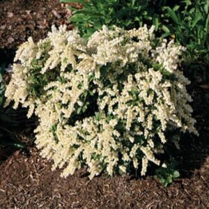 Pieris Burton's Dwarf