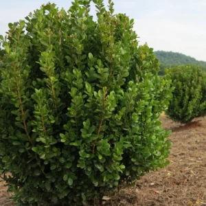 Buxus New Gen Independance