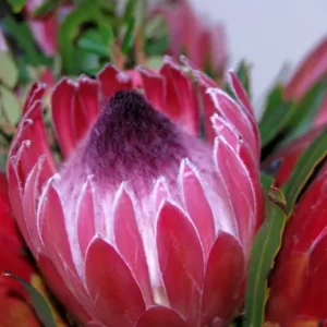 Protea Candy