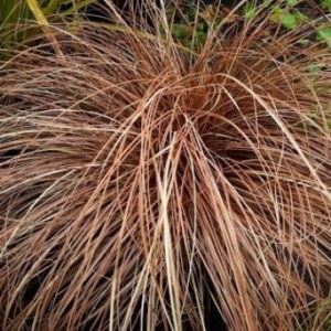 Carex flagellifera Red