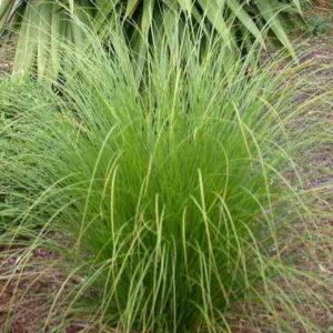 Carex secta