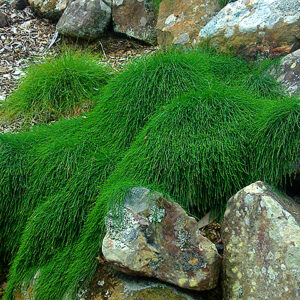 Casuarina glauca Cousin It