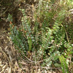 Pellaea rotundifolia, Button Fern - Pb6.5