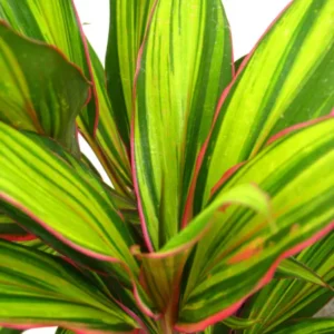 Cordyline fruticosa Celestial Dawn