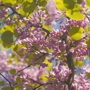 Cercis racemosa