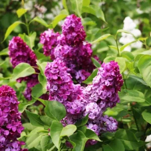 Syringa vulgaris Charles Joly