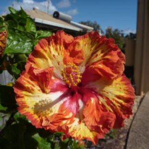 Hibiscus Lady Cilento
