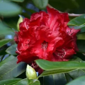 Rhododendron Cornubia