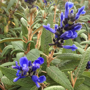 Salvia corrugata