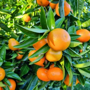 Mandarin Corsica topiary standard