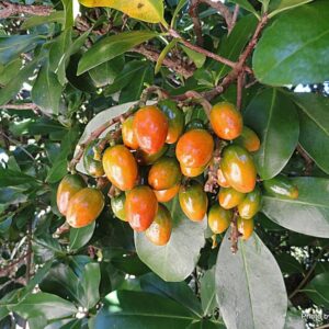 Corynocarpus laevigatus