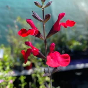 Salvia g. Crimson