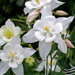 Aquilegia Crystal Star White