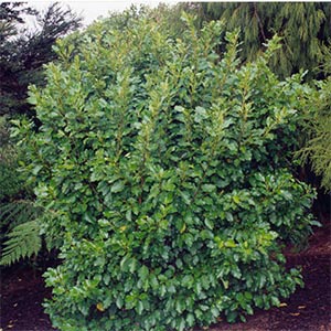 Griselinia l. Broadway Mint - Pb18 (50/150)