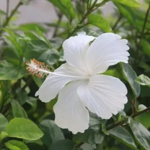Hibiscus Dainty White