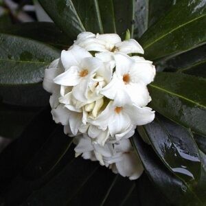Daphne odora Alba - Pot