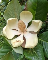 Magnolia delavayi