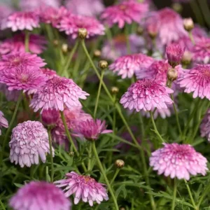 Argyranthemum Double Pink