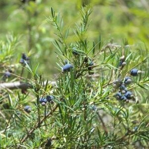 Podocarpus spinulosus - Pb60 (110/250)