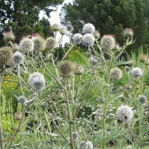 Echinops Arctic Glow, Great Globe Thistle - 1.4Ltr