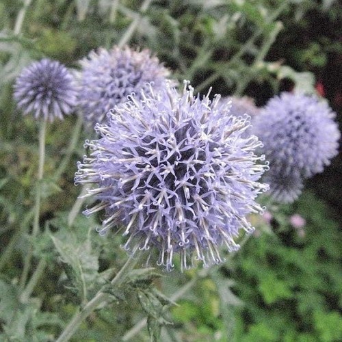 Echinops Arctic Glow, Great Globe Thistle - 1.4Ltr - Image 2