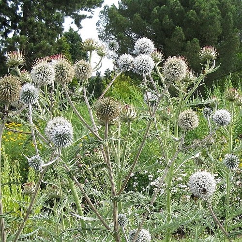 Echinops Arctic Glow, Great Globe Thistle - 1.4Ltr