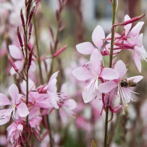 Gaura Emmeline Pink