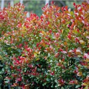 Eugenia ventenattii, Lilly Pilly - 5Ltr