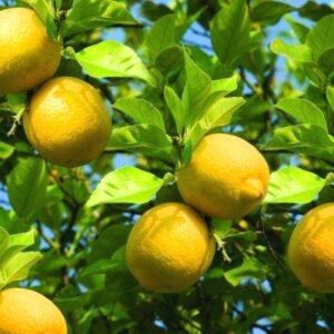 Citrus lemon Eureka topiary standard