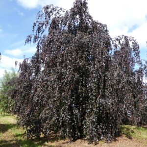 Fagus s. Riversii Pendula-Weeping copper beech