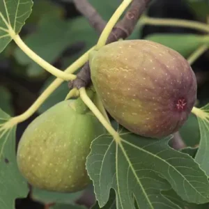 Fig Candy