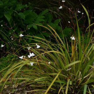 Libertia flaccidfolia