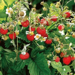 fragaria vesca