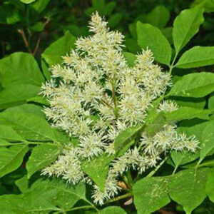 Fraxinus ornus, Flowering Ash - 25 Lt