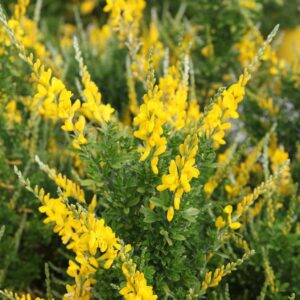 Genista sp. Yellow Imp, Woadwaxen