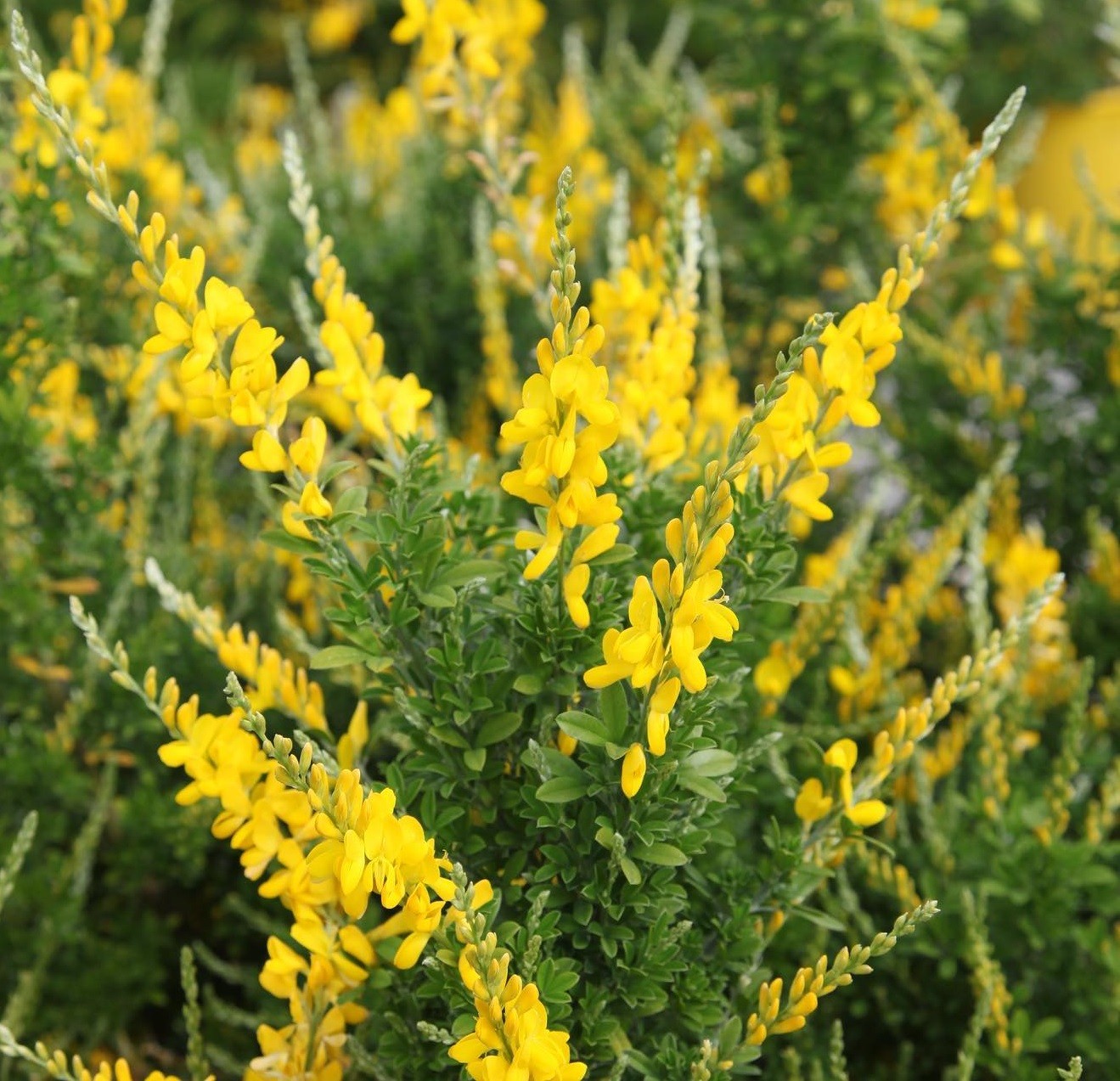 Genista sp. Yellow Imp, Woadwaxen