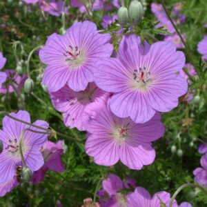 Geranium incanum