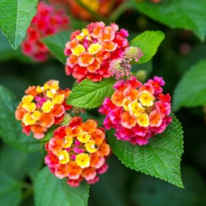 Lantana Golconda