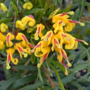 Grevillea Gold Rush 2.5L