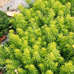Sedum Golden Planet - 2l