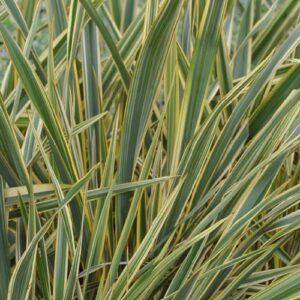 Phormium t. Golden Ray