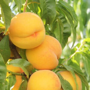 Peach Golden Tatura