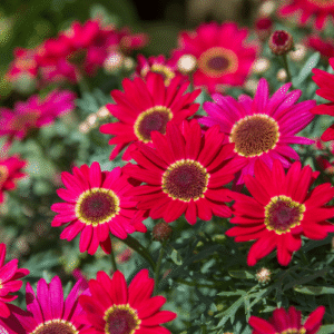 Argyranthemum Grandaisy Sunset -1Ltr