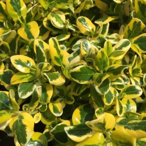 Coprosma Green & Gold