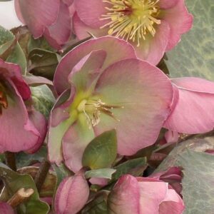Helleborus Hannah's Blush