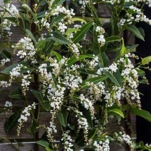Hardenbergia alba - Pot