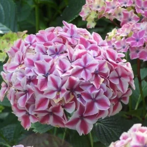 Hydrangea Harlequin