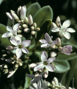 Hebe scopulorum Port Waikato