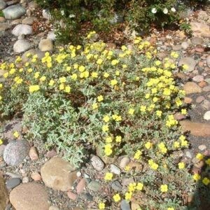 Helianthemum Wisley Primrose